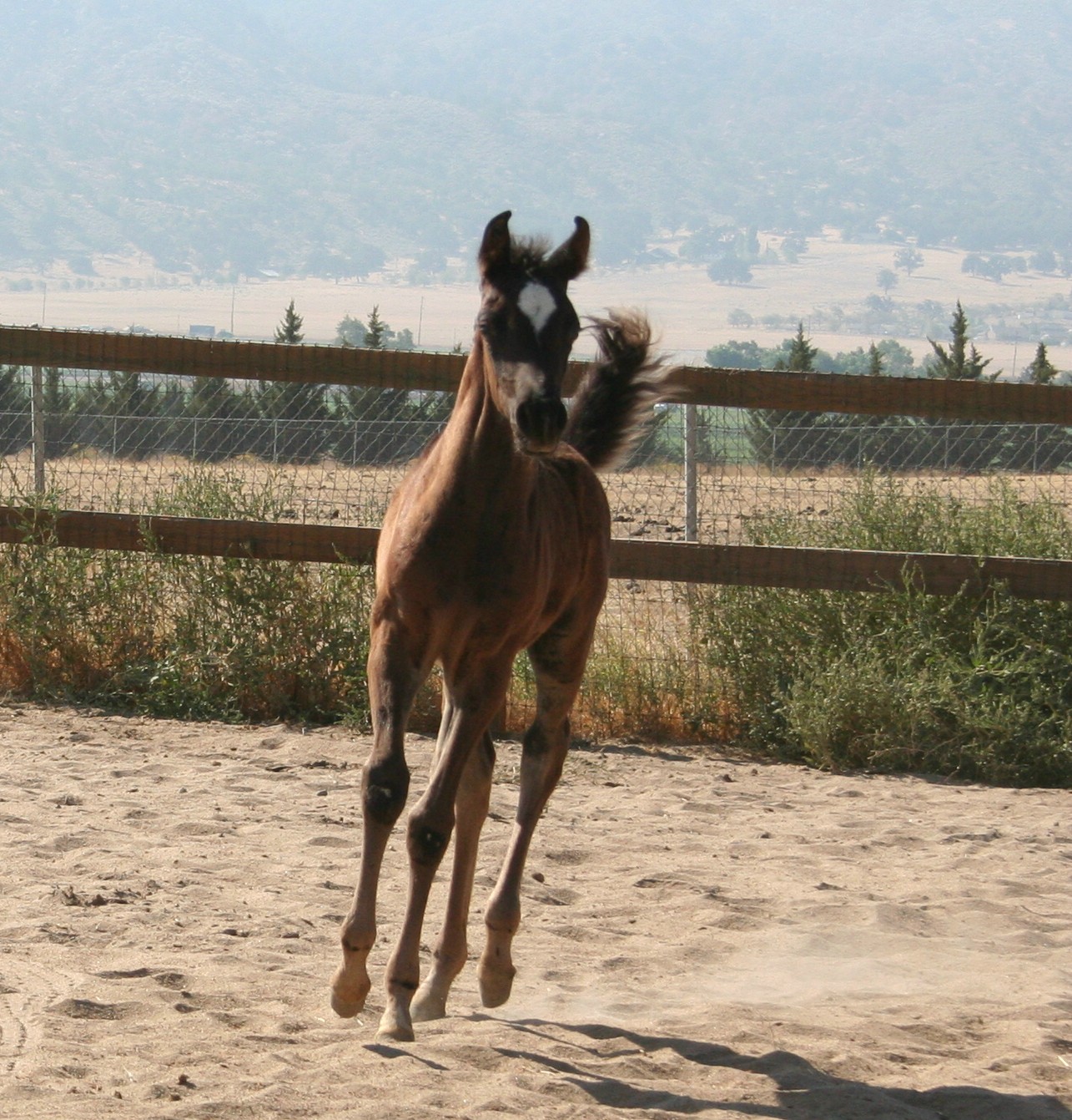 K Bar K Arabians Foals